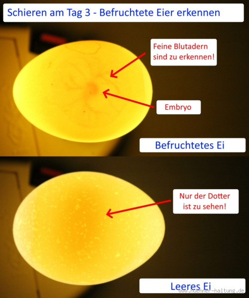 Wann sinkt ein Hühnerei im Wasser nach unten? - Die Überraschende Antwort auf die Frage nach der Frische von Eiern