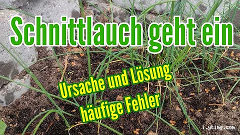 Warum sollte Schnittlauch nicht blühen?