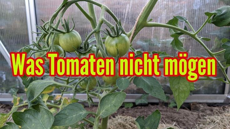 Was Tomaten nicht mögen? Vermeide diese Fehler im Garten