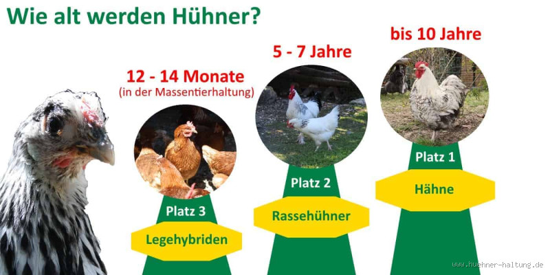Wie alt werden Hühner normalerweise? - Die Wahrheit über ihre Lebenserwartung