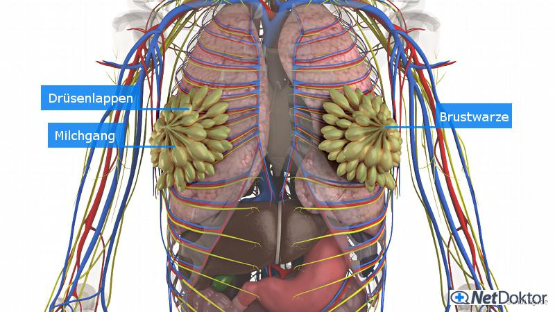 Hat man in der Brust Lymphknoten? Die versteckten Knoten verstehen