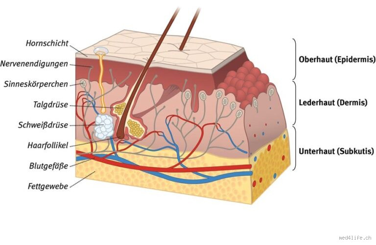 Die Haut als wichtiges Organ: Erfahren Sie, warum Ihre Haut mehr ist als nur eine Hülle?"