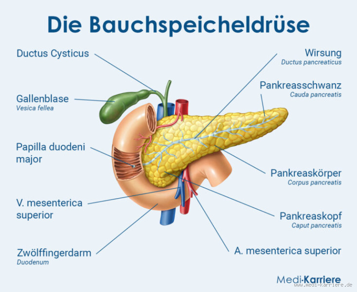 Ist Eiweiß gut für die Bauchspeicheldrüse? Ein umfassender Blick