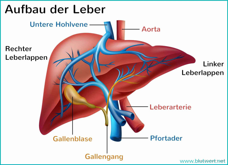 Kann man mit 1 Leber leben? Alles, was du wissen musst