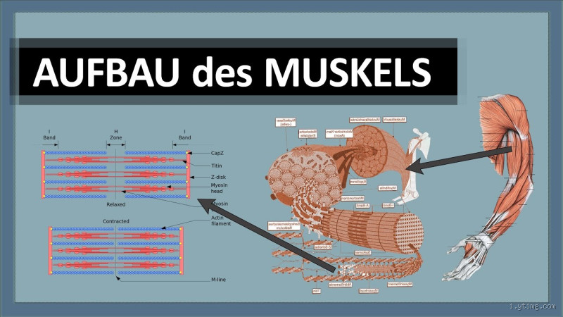 Warum verkleben Muskeln? Die Ursachen und Lösungen erklärt