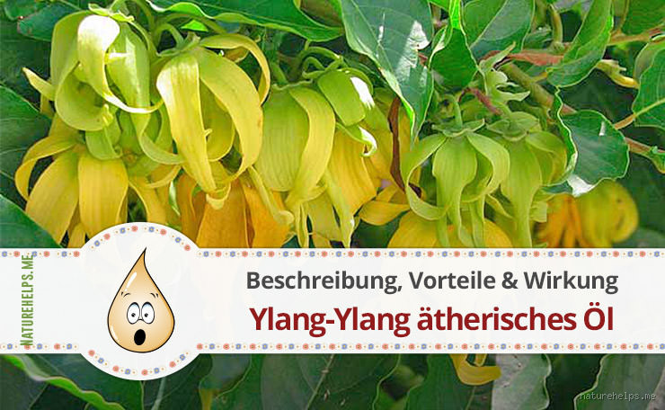 Was bewirkt Ylang-Ylang? Entdecke die Geheimnisse dieses ätherischen Öls