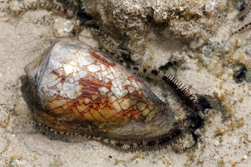 Was ist die giftigste Schnecke der Welt? - Die faszinierende Geschichte der Kegelschnecke