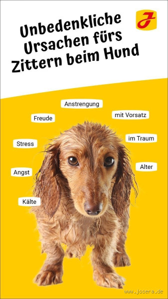 Was ist, wenn der Hund zittert? Ursachen und was du tun kannst
