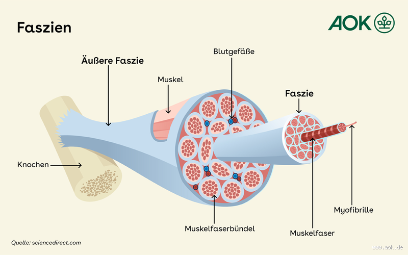 Was lockert Faszien?