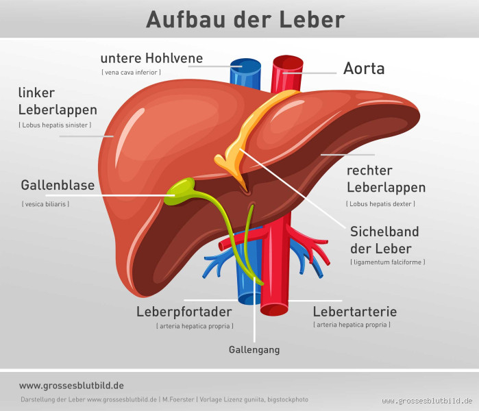 Was tut der Leber besonders gut? So pflegst du dein wichtigstes Organ!