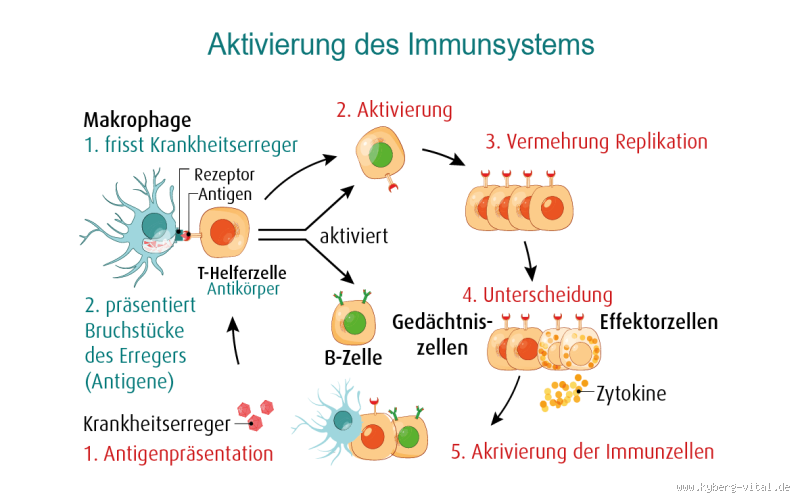 Welche Krankheit zerstört das Immunsystem? Entdecke, was du wissen musst!