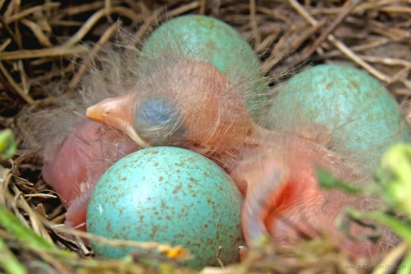 Welcher Vogel legt rosa Eier? Die erstaunliche Antwort