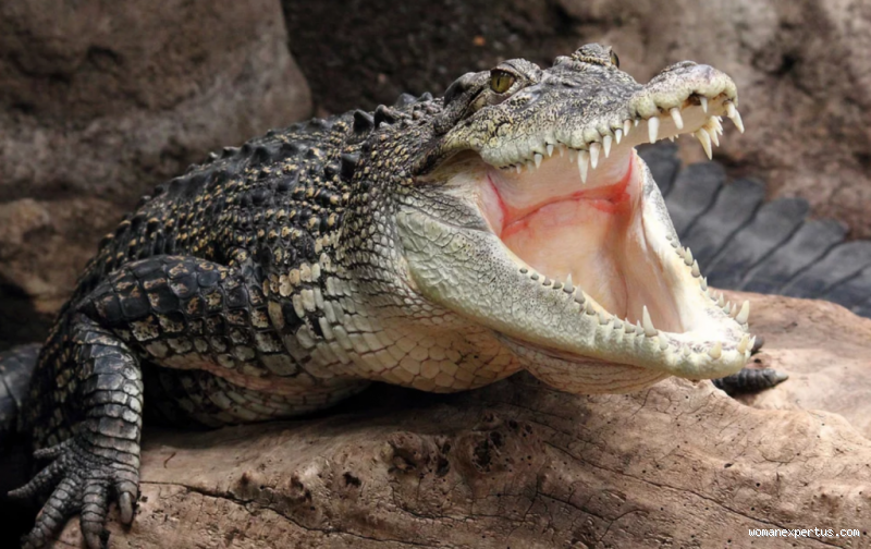 Wie alt wird ein Krokodil? - Die erstaunliche Lebensdauer dieser Urtiere
