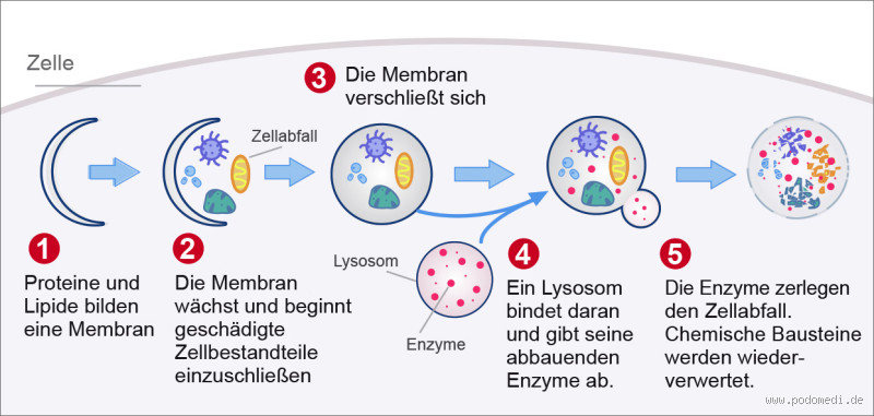 Wie komme ich in die Autophagie? Entdecke die Geheimnisse der Zellreinigung