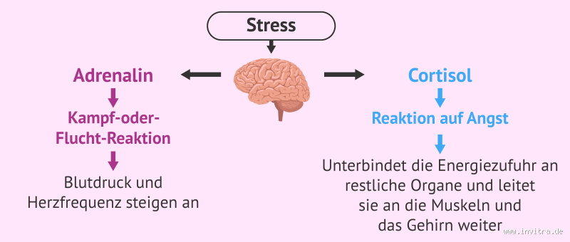 Wie wirkt sich Stress auf den Hormonspiegel im Körper aus? Die unsichtbare Gefahr