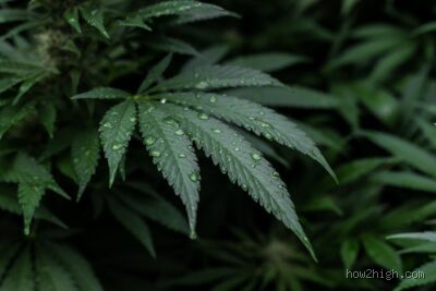 Wird man von Kush müde? Alles, was du wissen musst