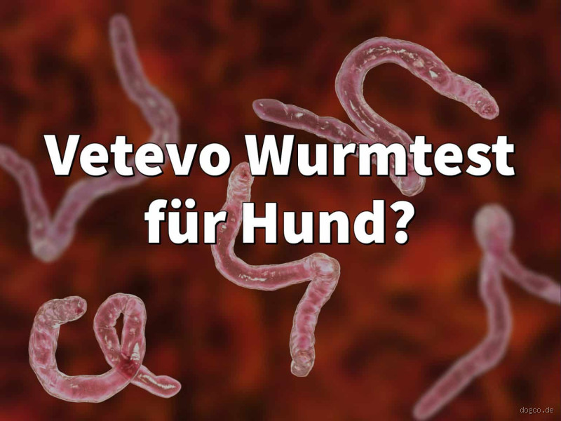 Wo kann man sich auf Würmer testen lassen?