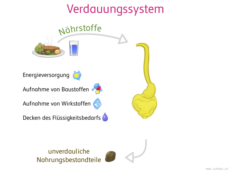 Was verhindert den Stoffwechsel? Entdecke die Blockaden