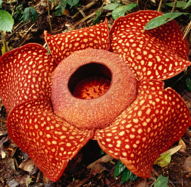 Was ist die seltenste Blume auf der Welt?