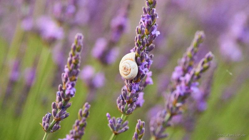Wird Lavendel von Schnecken gefressen? Alles, was du wissen musst