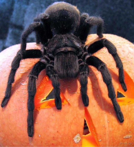 Haben Spinnen Persönlichkeit? Ein Blick auf die faszinierende Welt der Arachniden