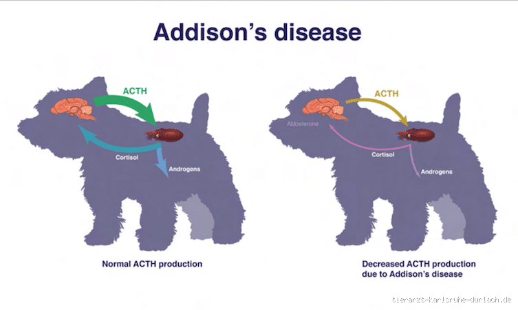 Ist Morbus Addison beim Hund vererbbar? Was du wissen musst