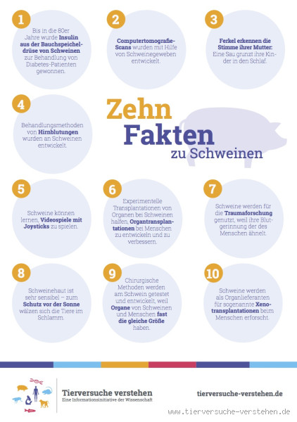 Was können Schweine nicht gut? Interessante Fakten und Missverständnisse