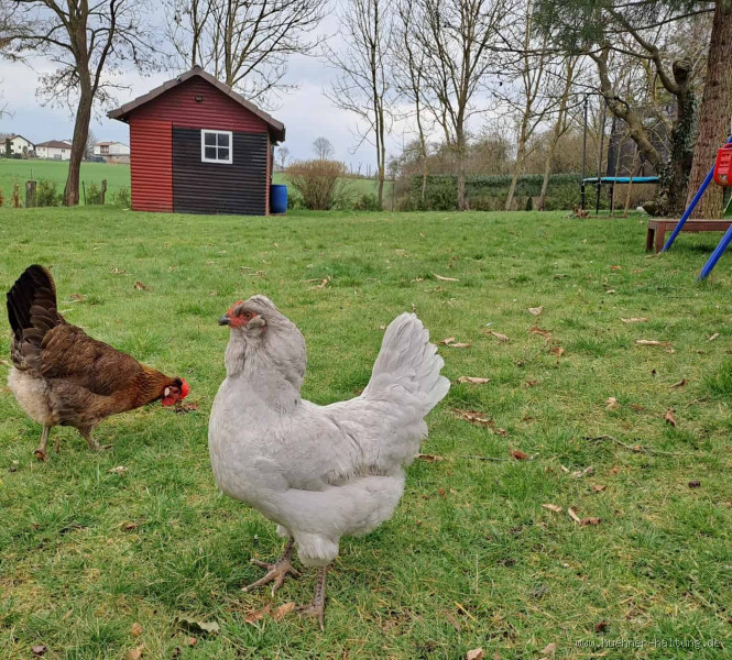 Was sind Lavender Araucana Hühner? Entdecken Sie die einzigartige Rasse!