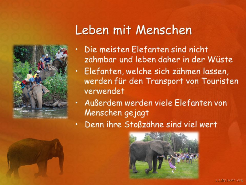 Welche Tiere lassen sich nicht zähmen? Überraschende Fakten