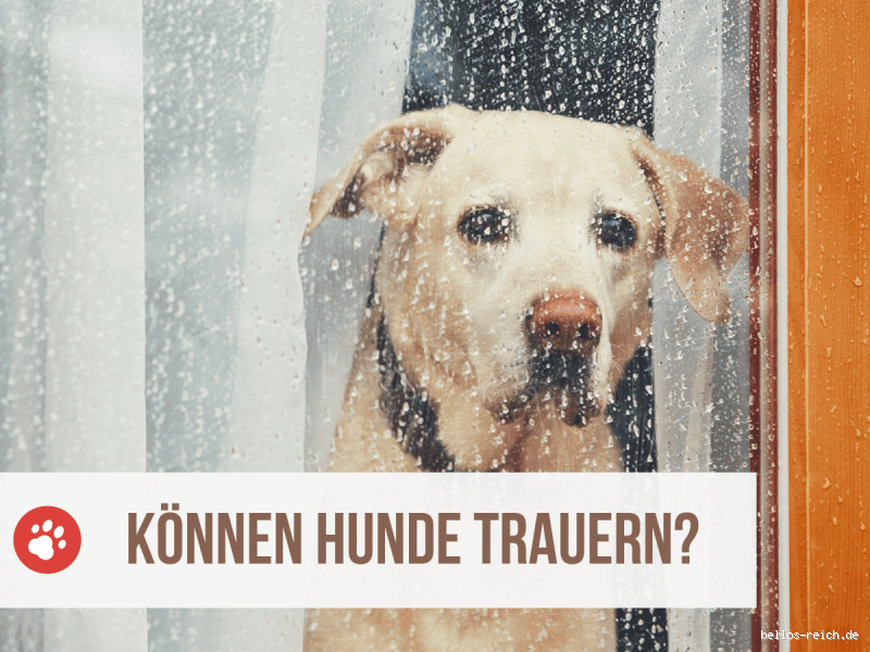 Wie fühlt sich ein Hund, wenn er abgegeben wird?