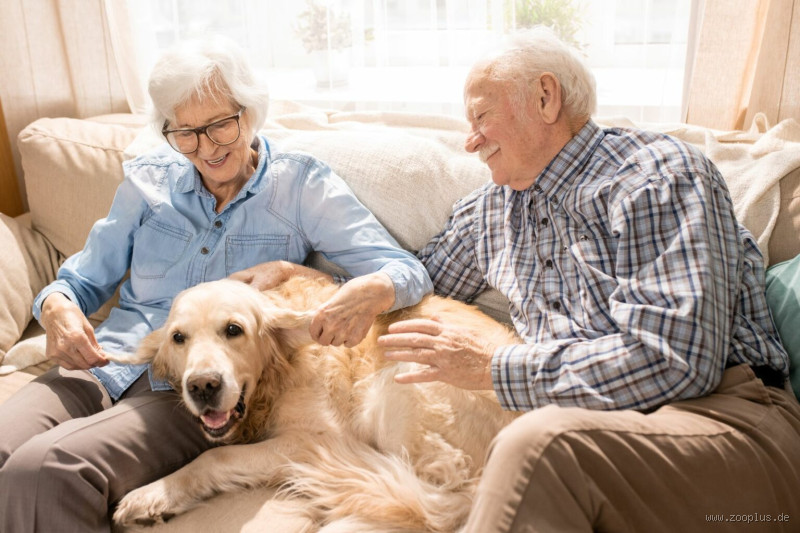 Wie kann ich meinen Hund bei Demenz beruhigen?