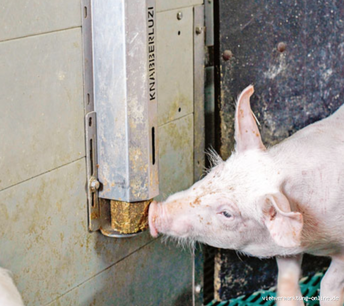 Wie kann man Schweine beschäftigen? Tipps für glückliche Schweine