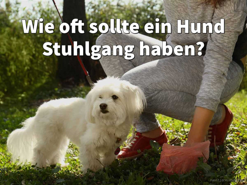 Wie oft hat ein Hund Stuhlgang am Tag? Alles, was du wissen musst