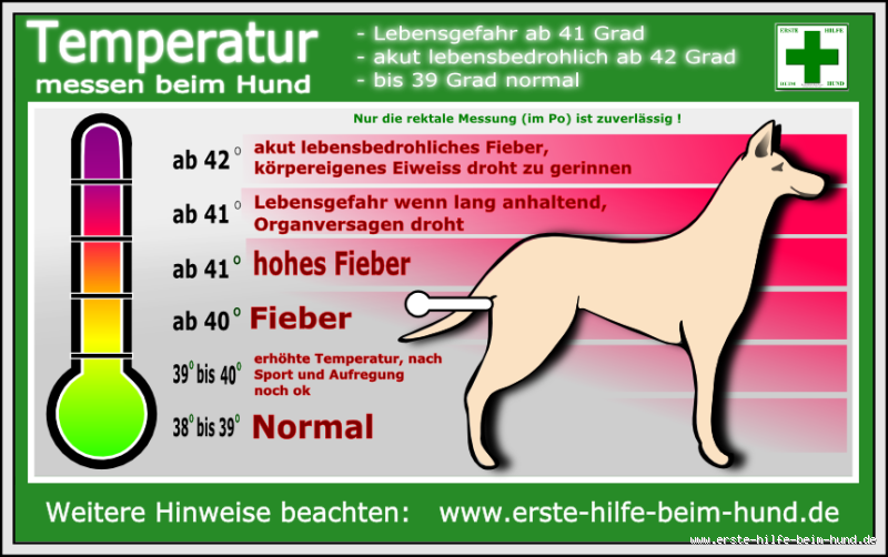 Ideal Hundezimmertemperatur: Welche Temperatur brauchen Hunde in der Wohnung? Tipps für das perfekte Wohlbefinden