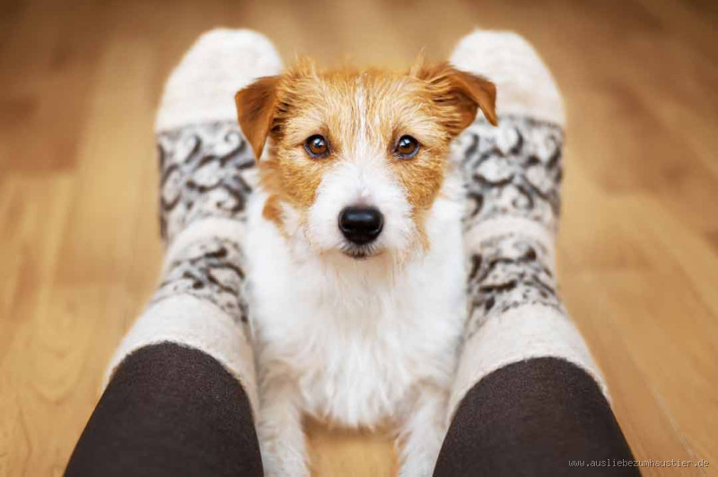 Wie zeigt ein Hund, dass er dir vertraut? Entdecke die Zeichen