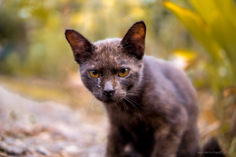 Wie erkennt man, dass eine Katze weint? Entdecke die Anzeichen