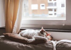 Wo soll die Katze schlafen? Die besten Schlafplätze für Ihre Katze