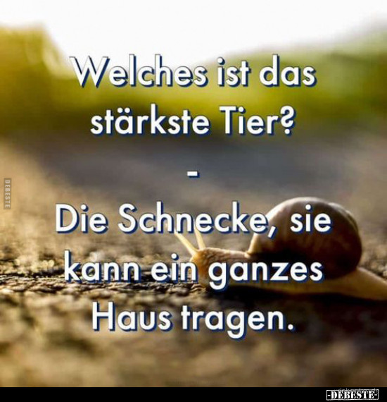 Ist die Schnecke wirklich das stärkste Tier der Welt?