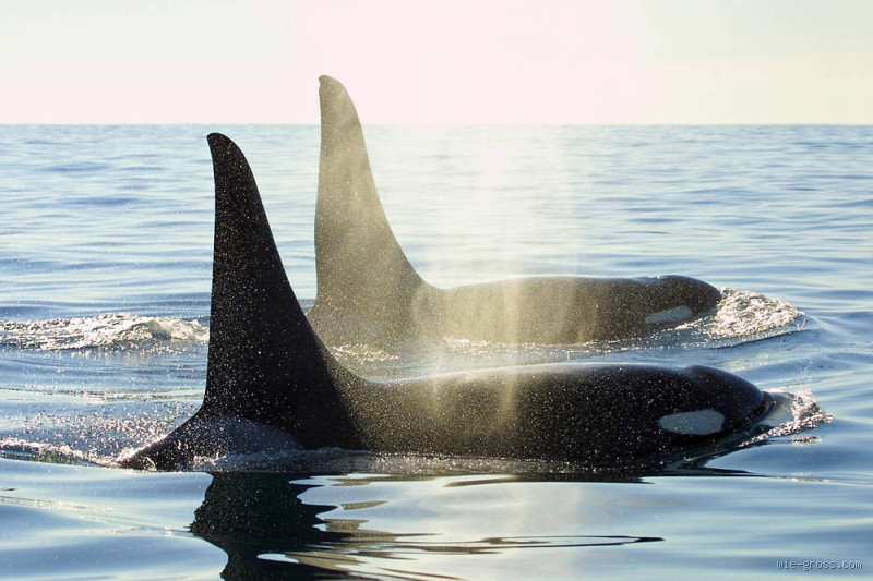 Sind Orcas schneller als Delfine? Der spannende Vergleich