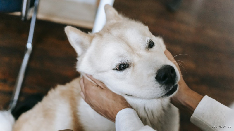 Was bedeutet Kontaktliegen beim Hund? Alles, was du wissen musst