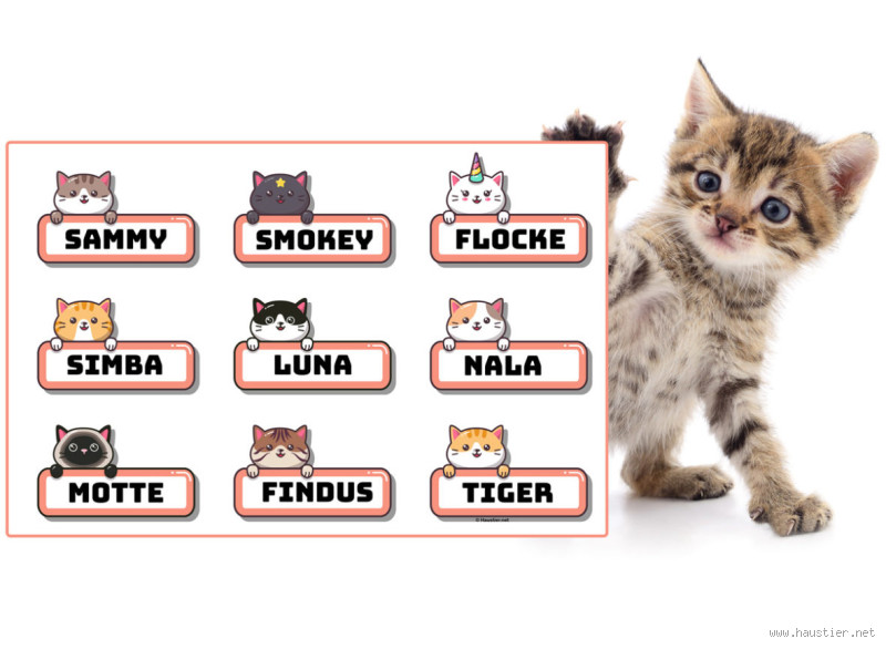 Coole Katzennamen: Finde den perfekten Namen für deinen Stubentiger