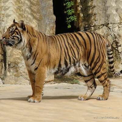 Welcher Name bedeutet Tiger? Entdecke faszinierende Namensbedeutungen