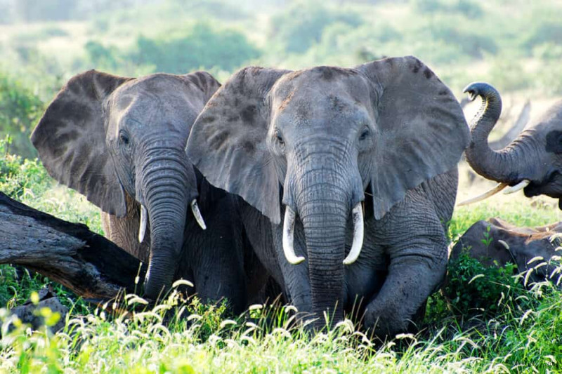 Wie aggressiv ist ein Elefant? Überraschende Fakten zum sanften Riesen