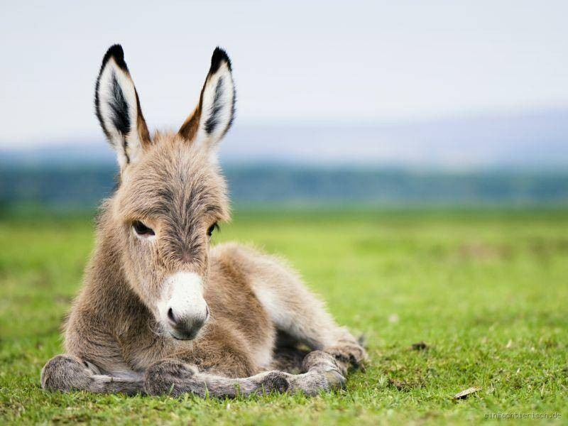 Wie freuen sich Esel? Entdecke die süße Freude der Tiere!