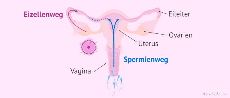 Wie lange hält sich Sperma in der Scheide?