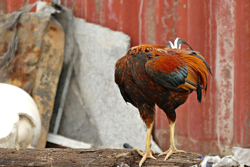 Wie lange hat ein kopfloses Huhn wirklich gelebt?