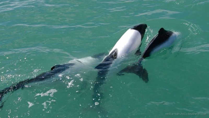 Wo gibt es die meisten Orcas? Entdecke die besten Orte, um sie zu sehen