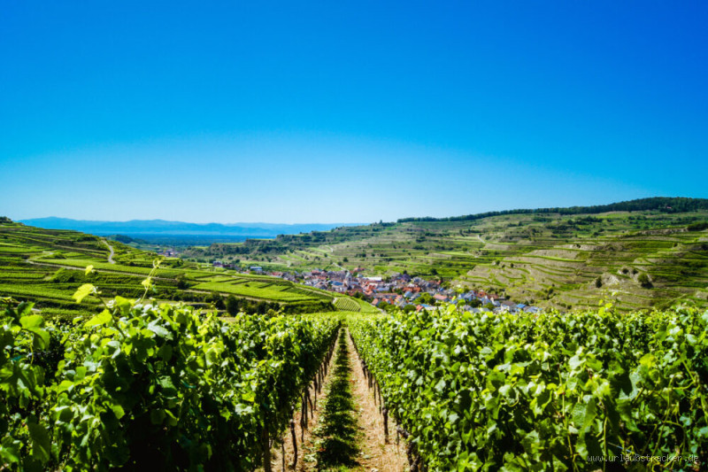 Wo ist die schönste Weingegend? Entdecke die besten Weinanbaugebiete