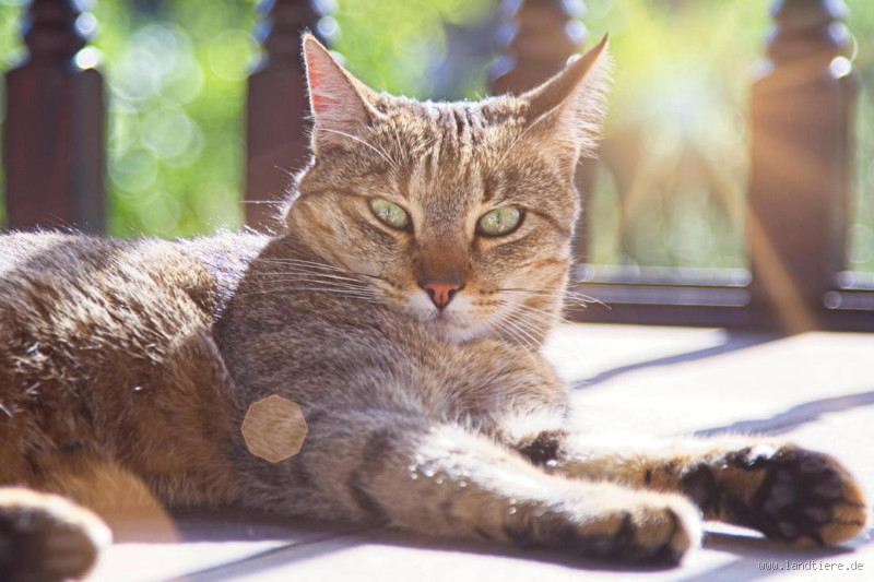 Wo werden Katzen nicht gerne gestreichelt? Die besten Tipps für dich