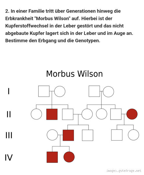 Woher weiß ich, ob es autosomal oder gonosomal ist?